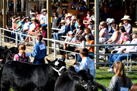 Johnson County Fair - Beef Showmanship