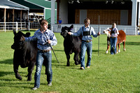 Johnson County Fair - Beef Showmanship