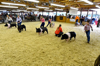 Johnson County Fair - Swine